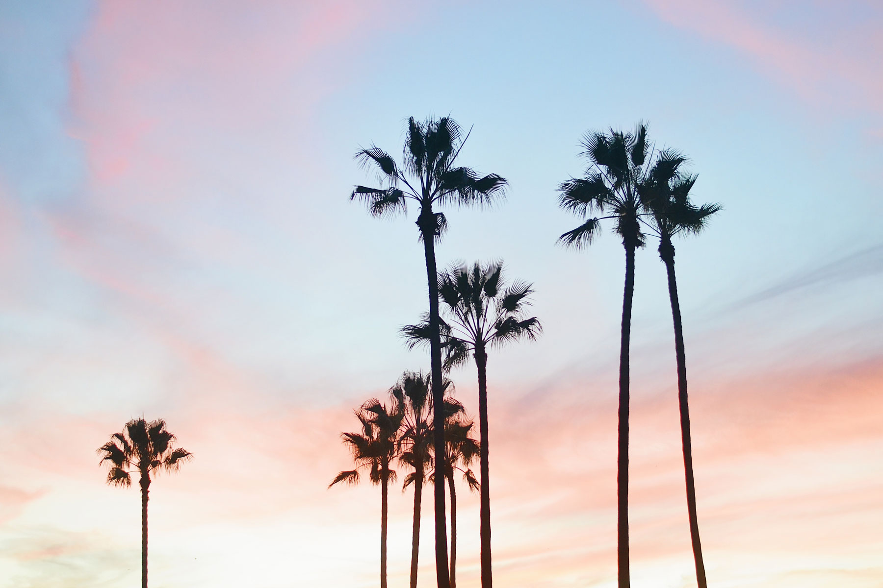 Palm Trees Against Pastel Sunset